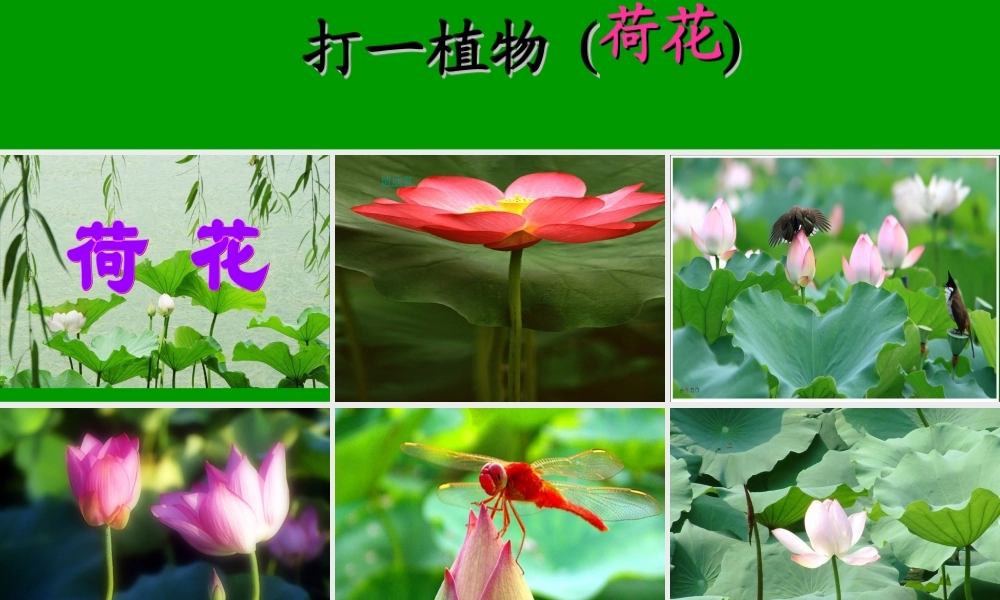 荷花之一课件人教版三年级语文下册课件