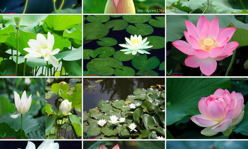 荷花之一课件人教版三年级语文下册课件