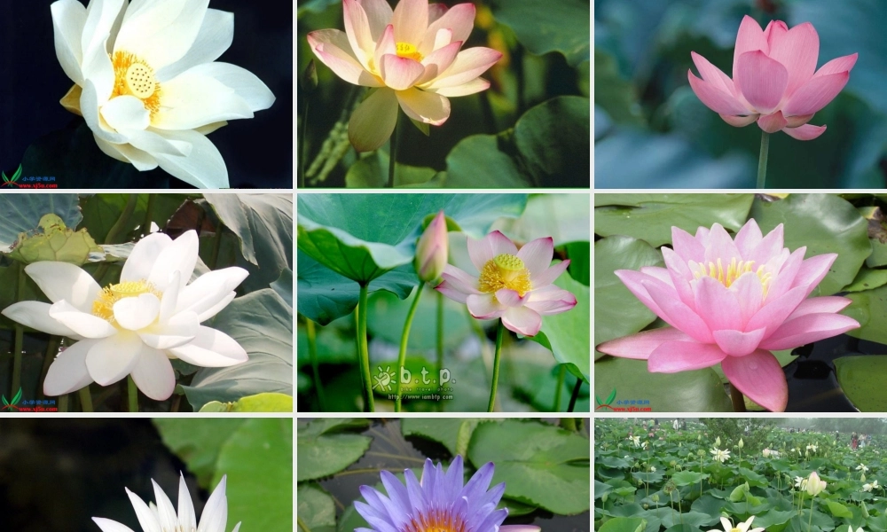 荷花之一课件人教版三年级语文下册课件