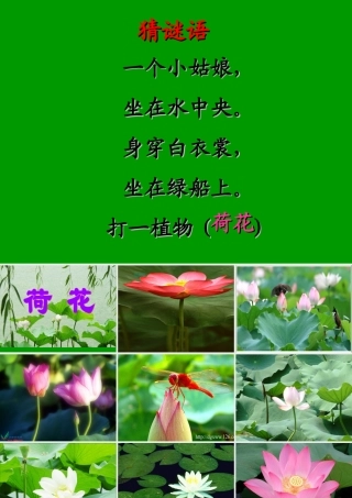 荷花之一课件人教版三年级语文下册课件