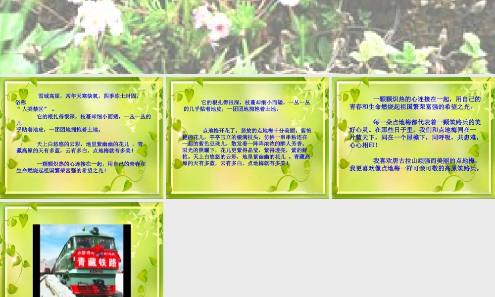 烂漫点地梅课件