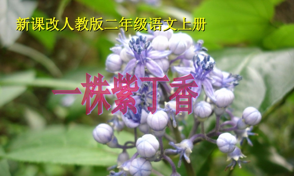 吕凤《一株紫丁香》PPT课件)