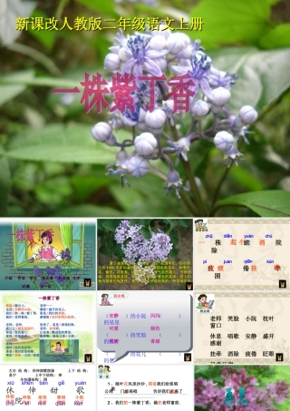 吕凤《一株紫丁香》PPT课件)