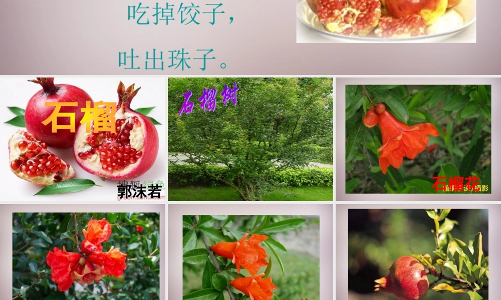 中学七年级语文下册 1 石榴课件 语文版 课件