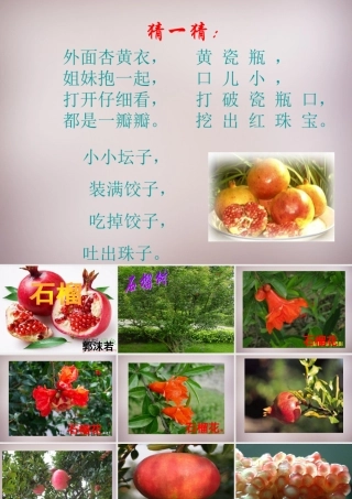 中学七年级语文下册 1 石榴课件 语文版 课件