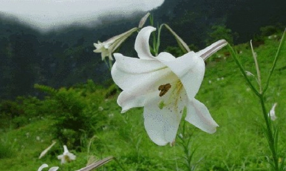 八年级语文上册 9(心田上的百合花开)课件 鲁教版五四制 课件