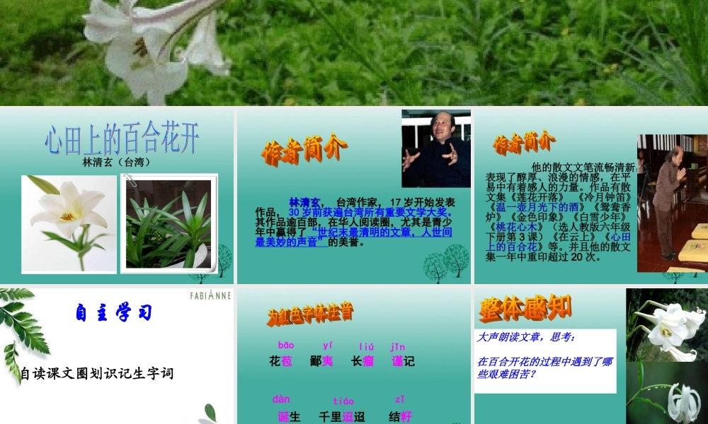 八年级语文上册 9(心田上的百合花开)课件 鲁教版五四制 课件