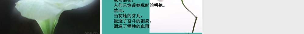 八年级语文上册 9(心田上的百合花开)课件 鲁教版五四制 课件