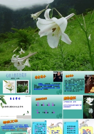 八年级语文上册 9(心田上的百合花开)课件 鲁教版五四制 课件