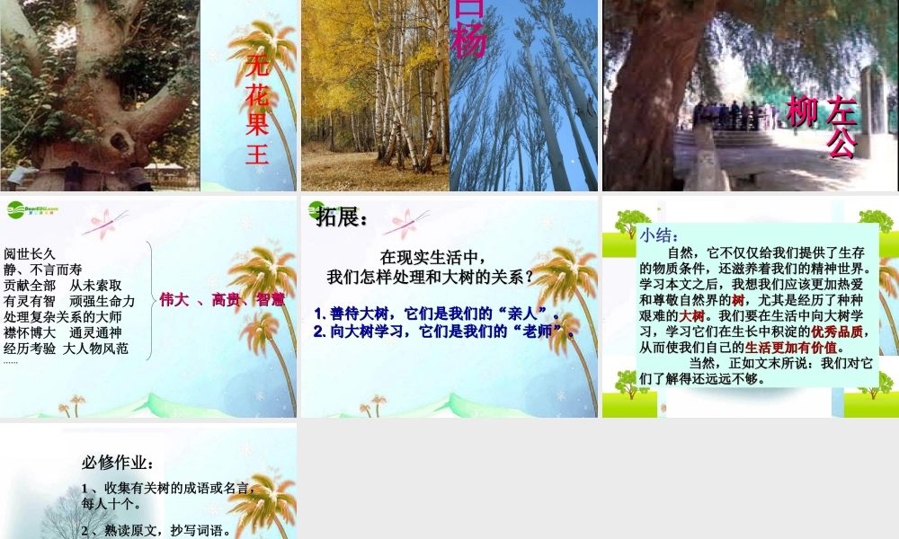 七年级语文上册(大树和我们的生活)课件 上海五四制版 课件
