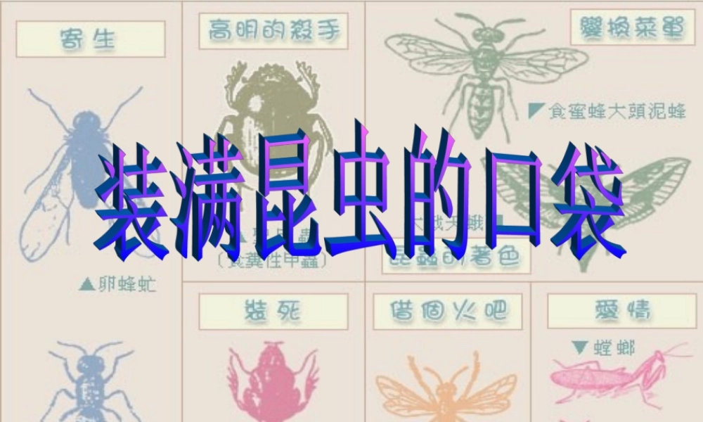 《装满昆虫的口袋》课件