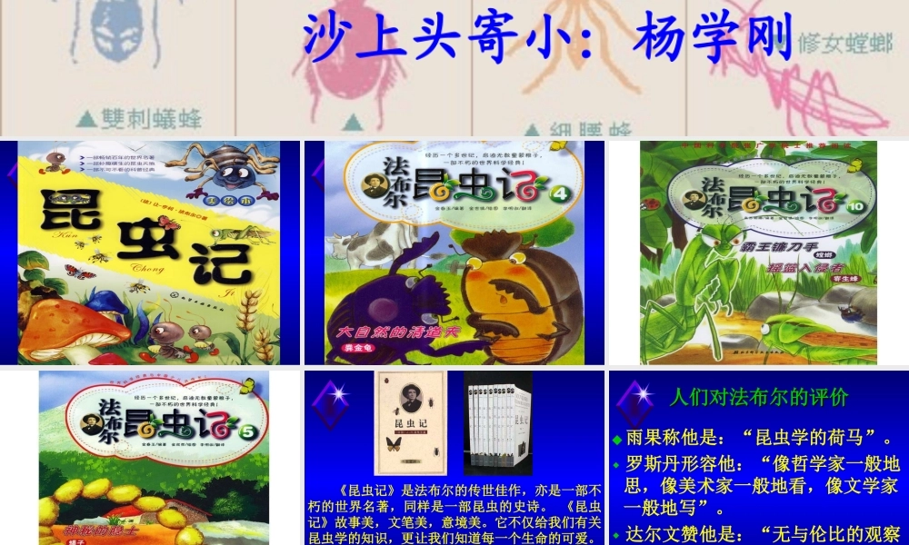《装满昆虫的口袋》课件