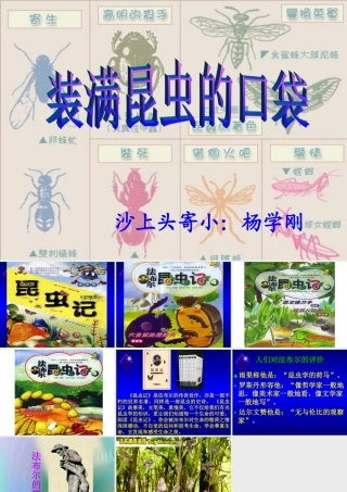《装满昆虫的口袋》课件