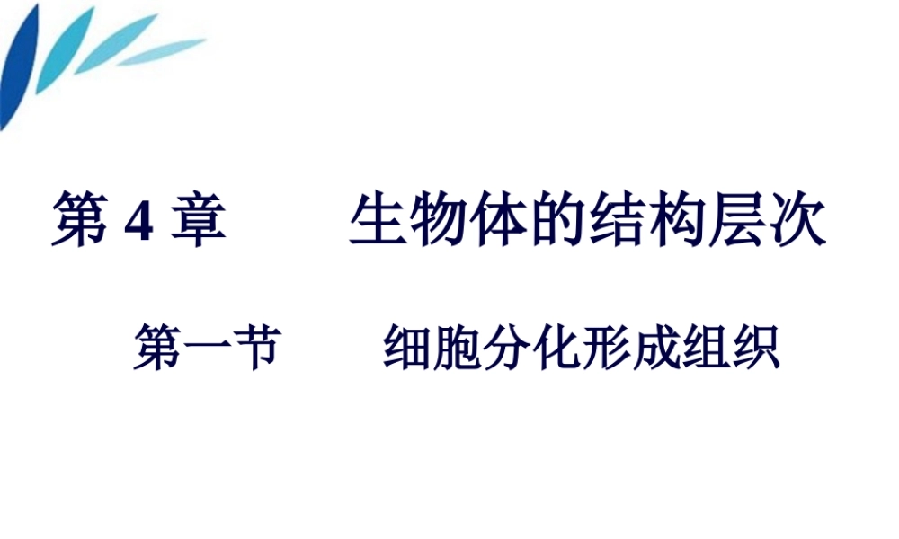 七年级生物上册 细胞分化形成组织课件 北师大版 课件