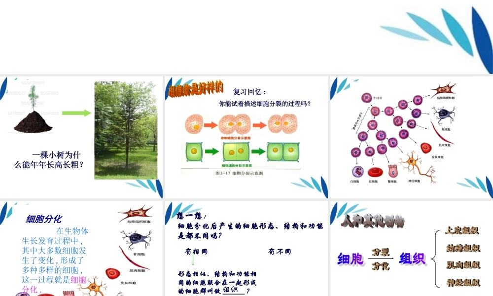 七年级生物上册 细胞分化形成组织课件 北师大版 课件