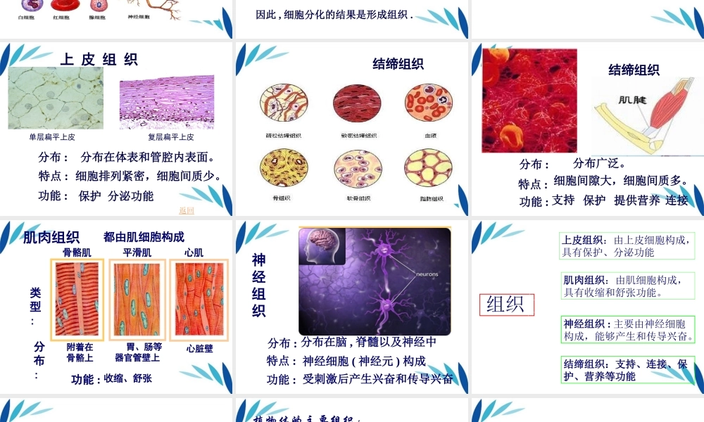 七年级生物上册 细胞分化形成组织课件 北师大版 课件