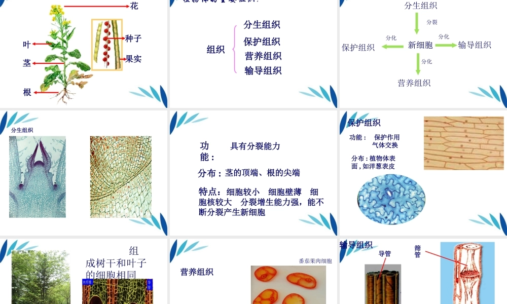 七年级生物上册 细胞分化形成组织课件 北师大版 课件