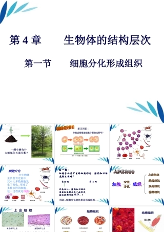 七年级生物上册 细胞分化形成组织课件 北师大版 课件