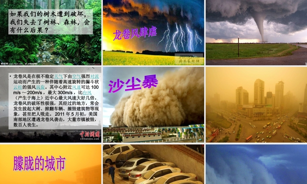 中学主题班会 节日类 植树节课件