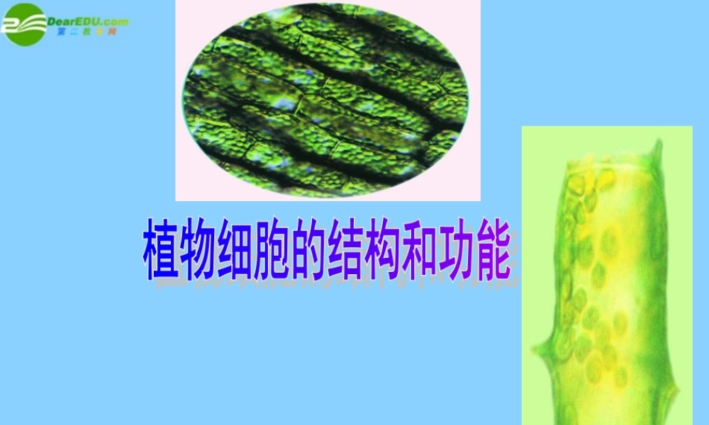七年级生物上册 植物细胞的结构和功能课件 济南版 课件