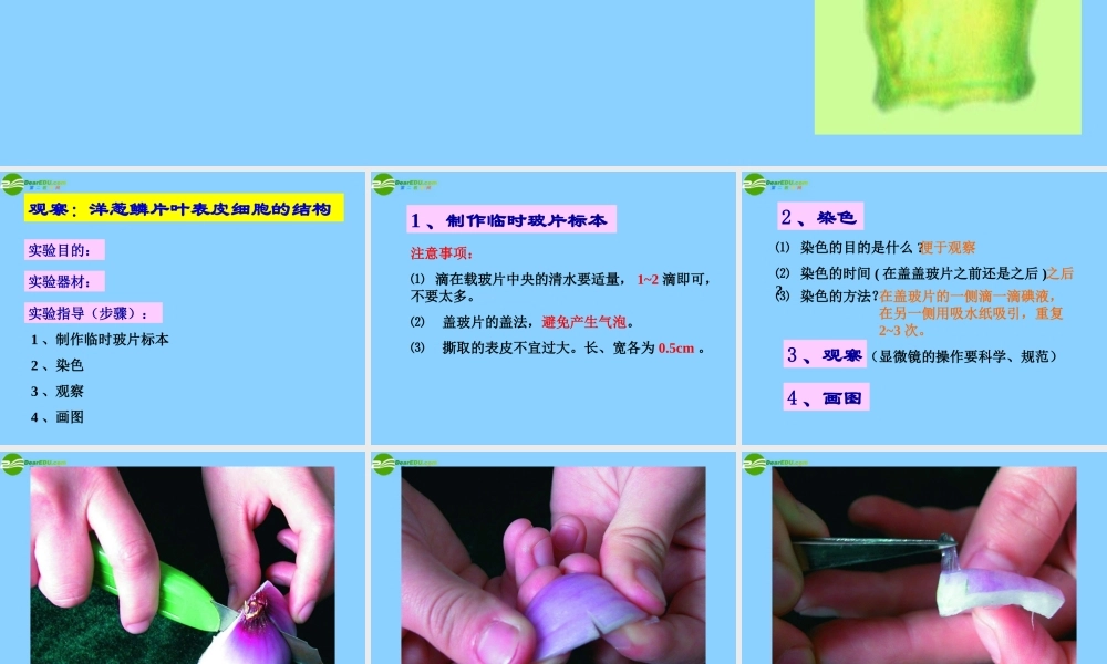 七年级生物上册 植物细胞的结构和功能课件 济南版 课件