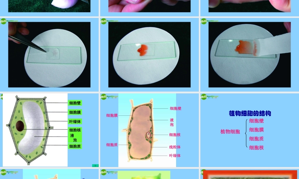 七年级生物上册 植物细胞的结构和功能课件 济南版 课件