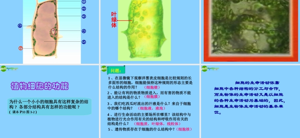 七年级生物上册 植物细胞的结构和功能课件 济南版 课件