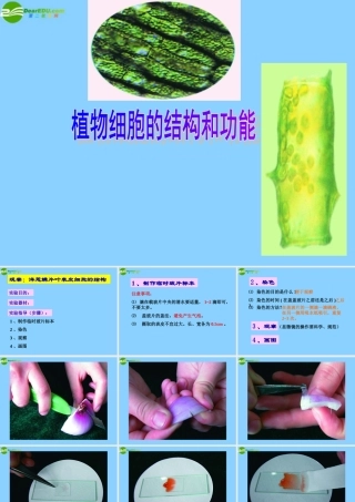 七年级生物上册 植物细胞的结构和功能课件 济南版 课件