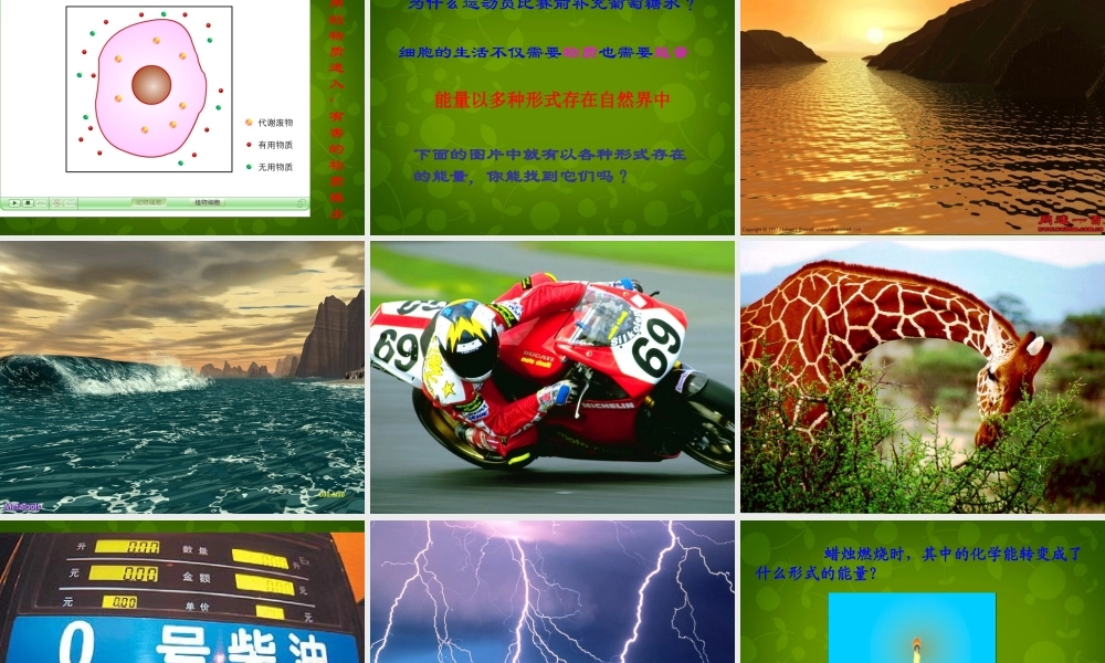 七年级生物上册 2.2.1 细胞的生活需要物质和能量课件2 新人教版 课件