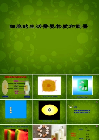 七年级生物上册 2.2.1 细胞的生活需要物质和能量课件2 新人教版 课件