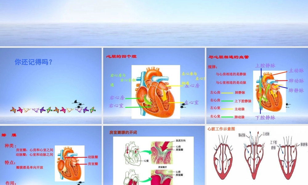 七年级生物下册 第三节 输送血液的泵课件 人教新课标版 课件