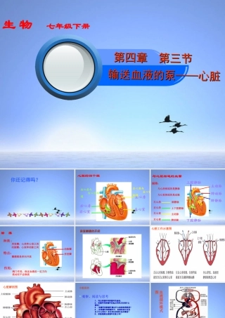 七年级生物下册 第三节 输送血液的泵课件 人教新课标版 课件