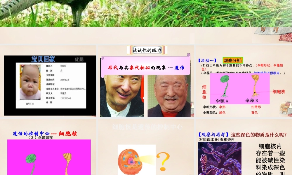 八年级生物上册 第四单元 第四章 第一节 遗传的物质基础课件 (新版)济南版 课件