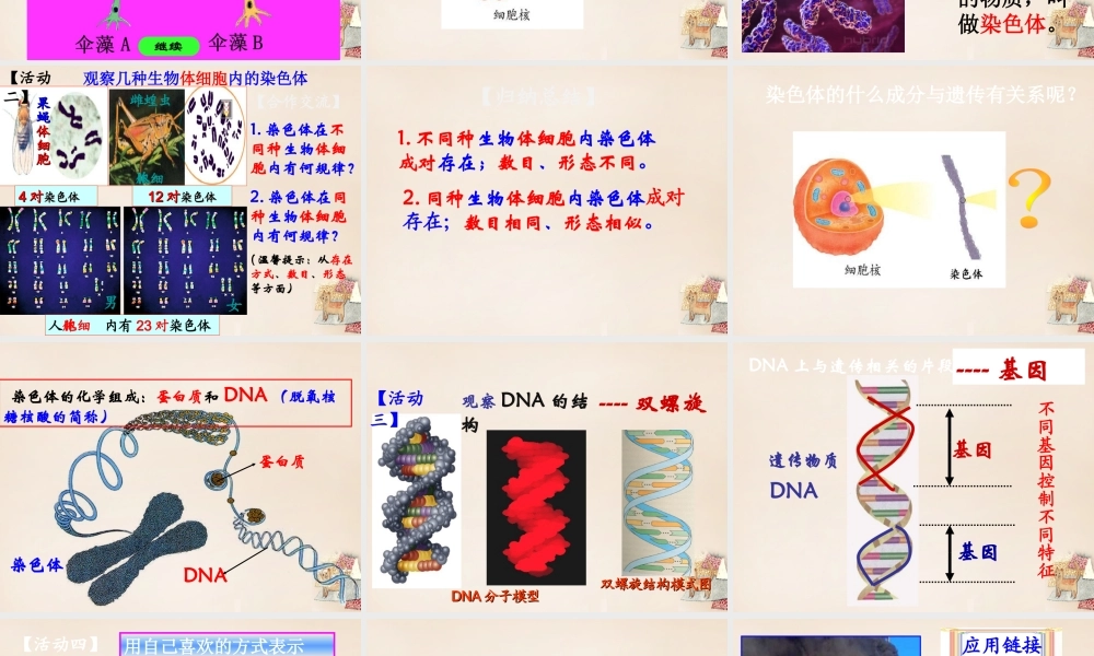 八年级生物上册 第四单元 第四章 第一节 遗传的物质基础课件 (新版)济南版 课件