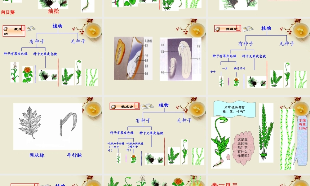八年级生物上册 尝试对生物进行分类课件 人教新课标版 课件