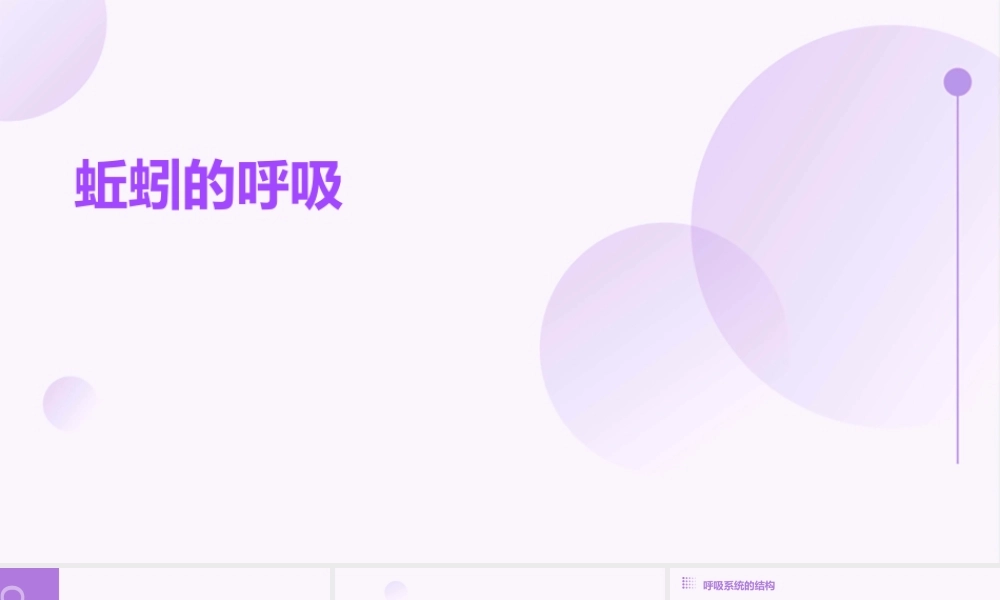 蚯蚓的呼吸是依靠课件