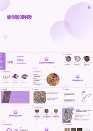 蚯蚓的呼吸是依靠课件