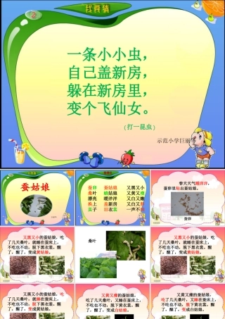 《蚕姑娘》PPT