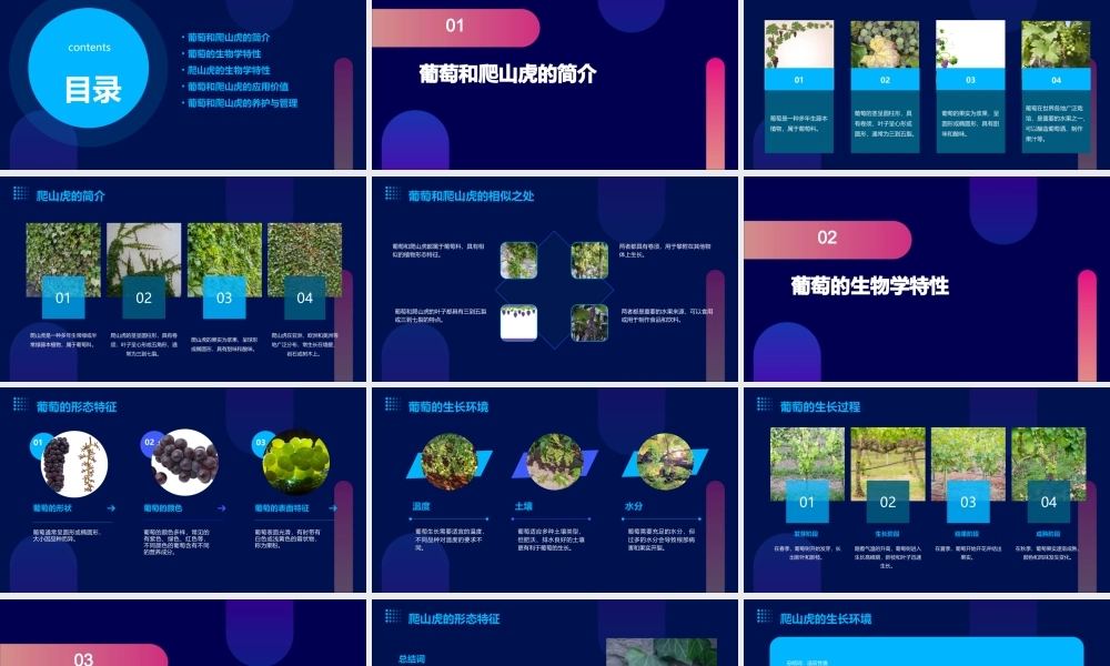 葡萄和爬山虎课件