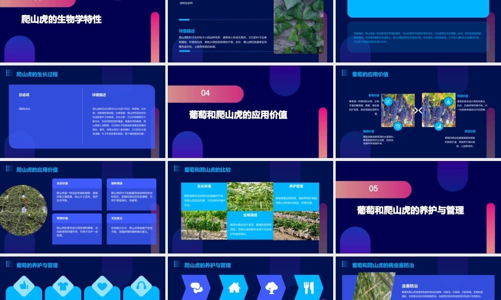 葡萄和爬山虎课件
