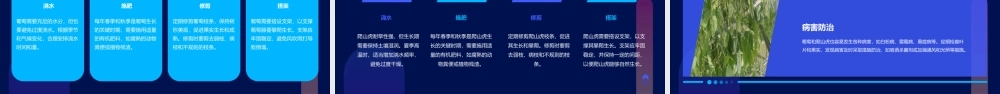 葡萄和爬山虎课件