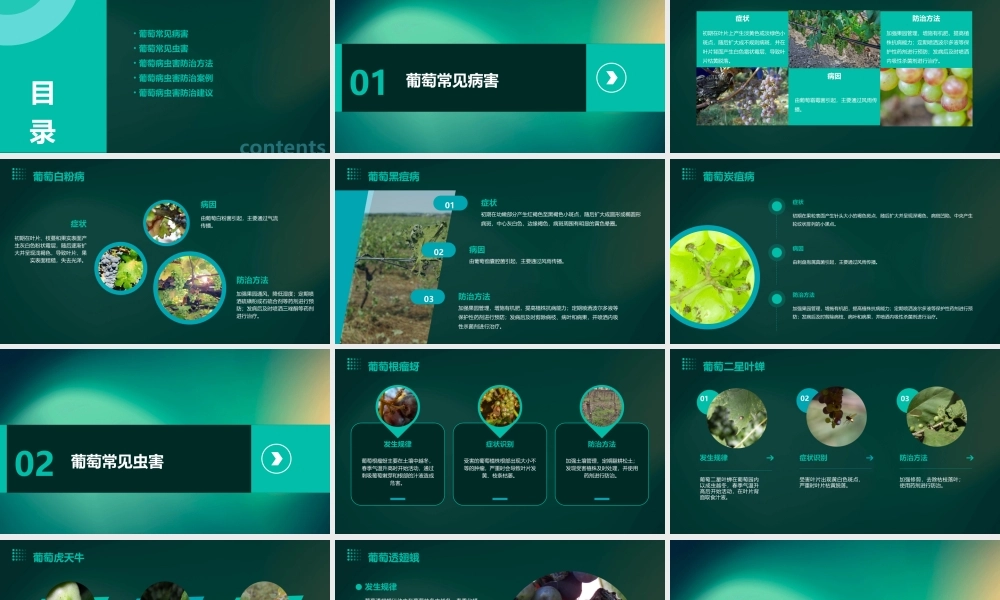 葡萄常见病虫害课件