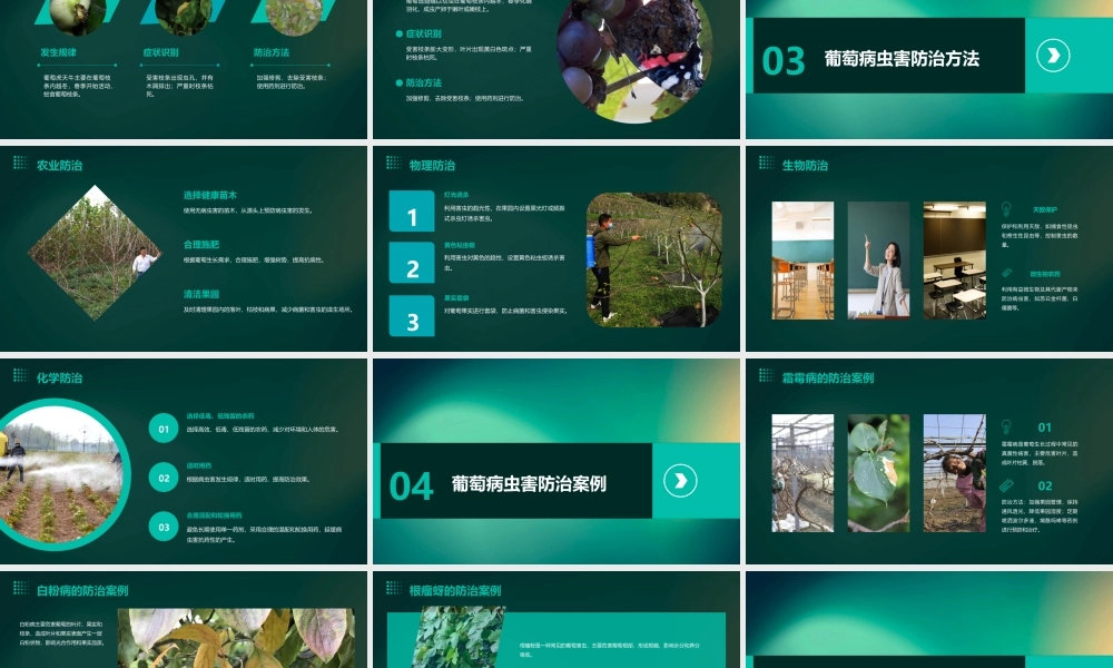 葡萄常见病虫害课件