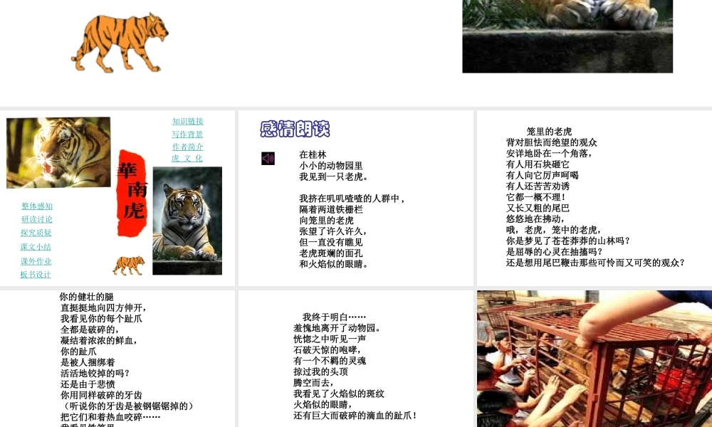 八年级语文华南虎课件 新课标 人教版 课件