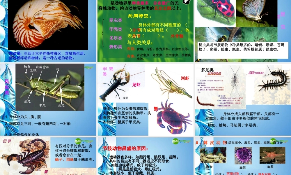 八年级生物 第二学期(试验本)第4章第二节 动物  常见的无脊椎动物课件 上海版 课件