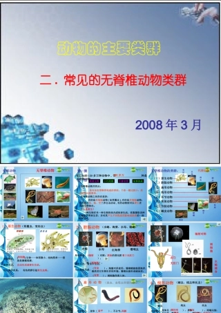 八年级生物 第二学期(试验本)第4章第二节 动物  常见的无脊椎动物课件 上海版 课件