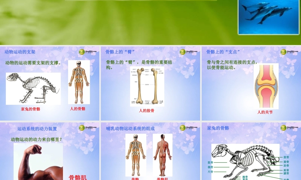 八年级生物上册 动物的运动课件 新人教版 课件