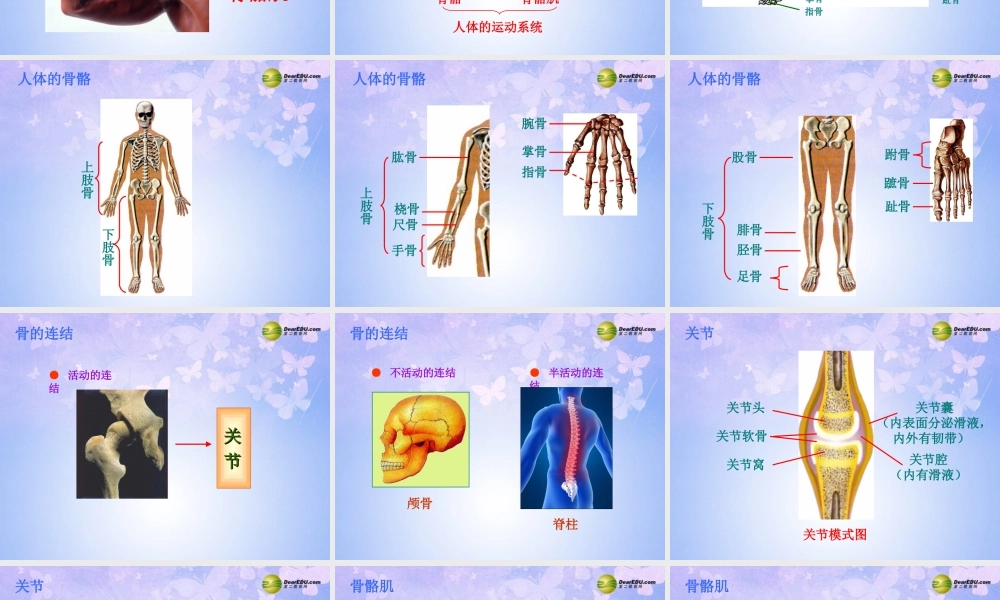 八年级生物上册 动物的运动课件 新人教版 课件