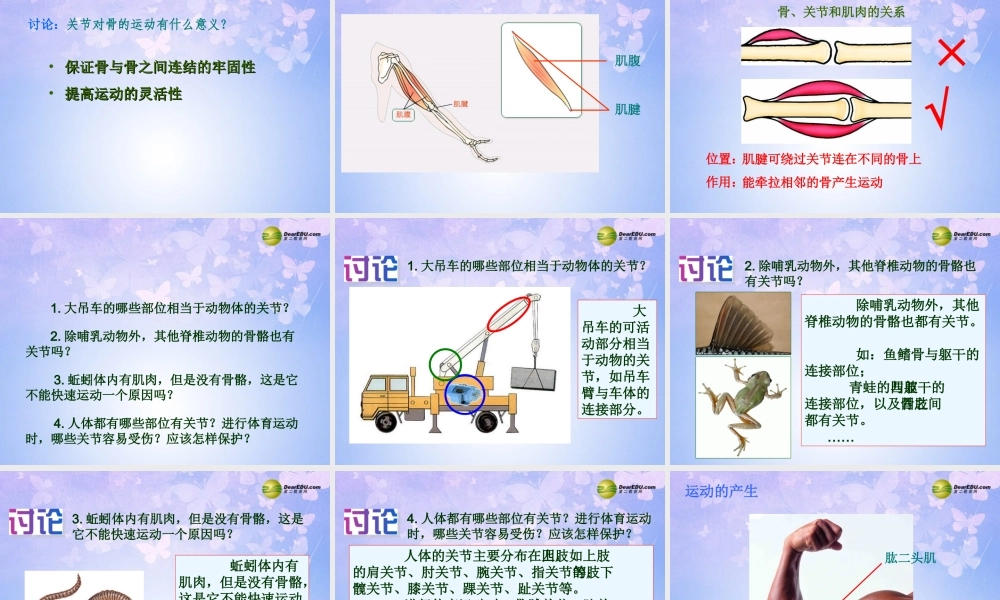 八年级生物上册 动物的运动课件 新人教版 课件