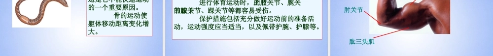 八年级生物上册 动物的运动课件 新人教版 课件
